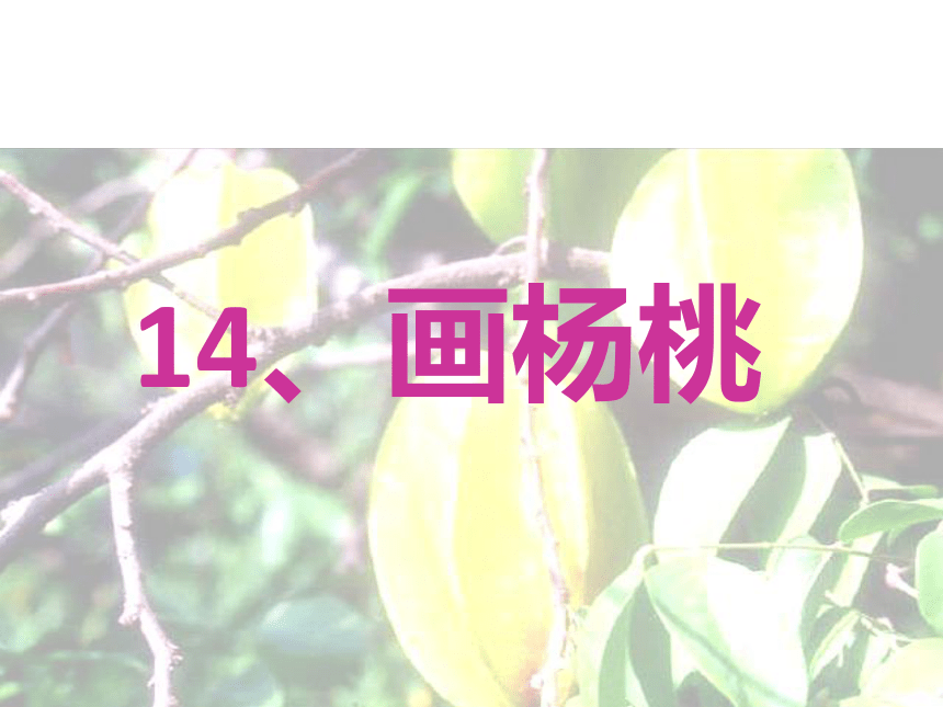 14 画杨桃课件