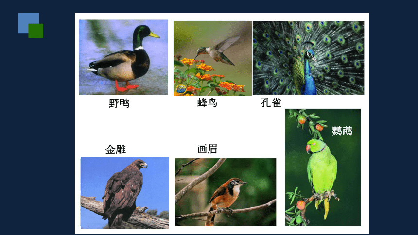 各种各样的鸟ppt图片