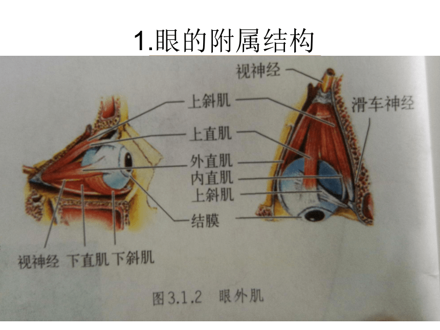 第11章 感知与协调  生物的感觉  人体具有的感觉