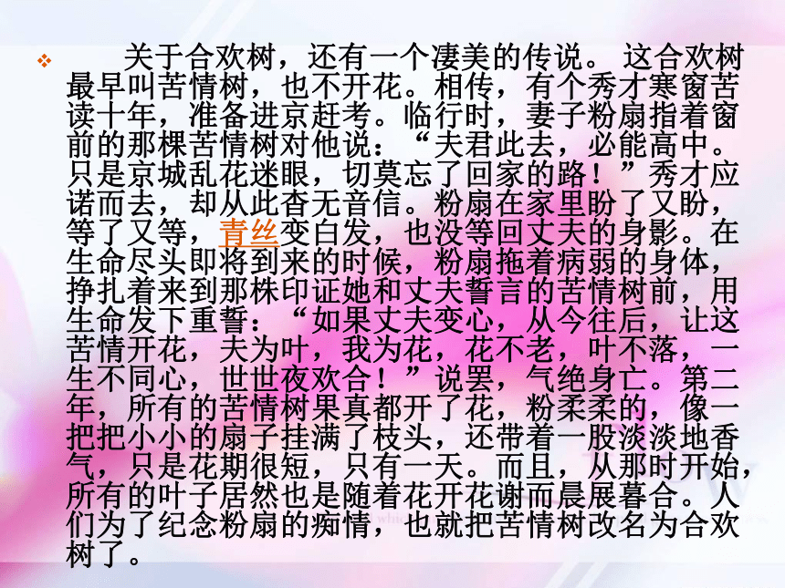 高中语文高一上华东师大版2.5《合欢树》课件（70张）