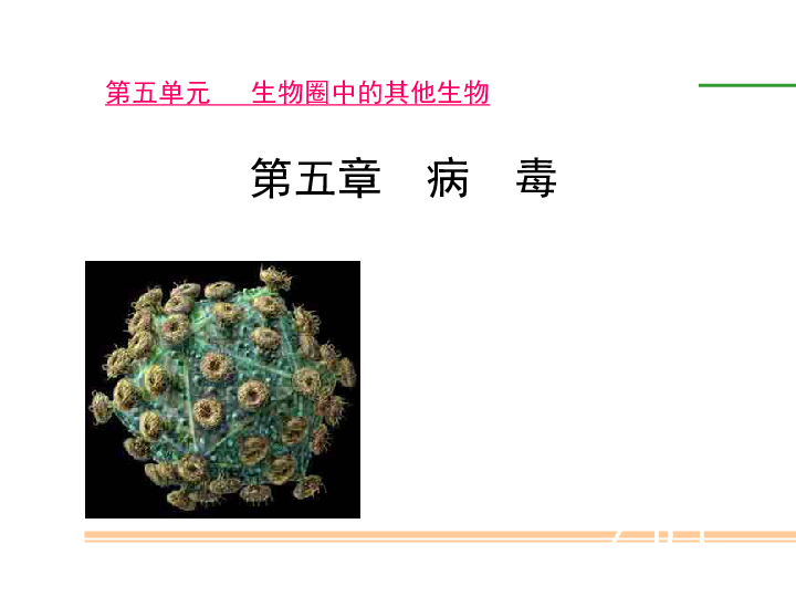 人教版八年级上册生物  5.5 病毒 课件(35张PPT)