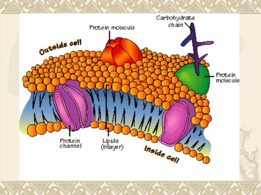 细胞的结构和功能[上学期]
