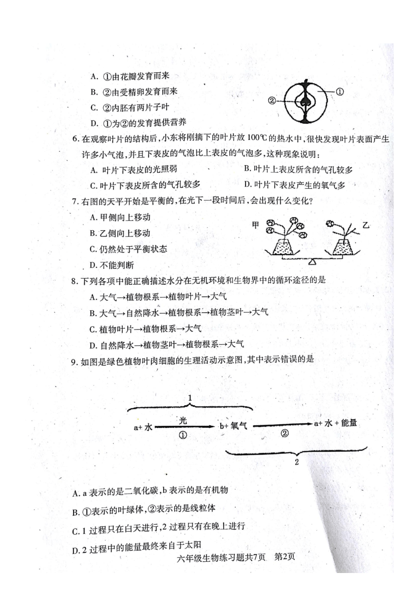 山东省泰安市岱岳区2017-2018学年六年级下学期期末考试生物试题（图片版 含答案）