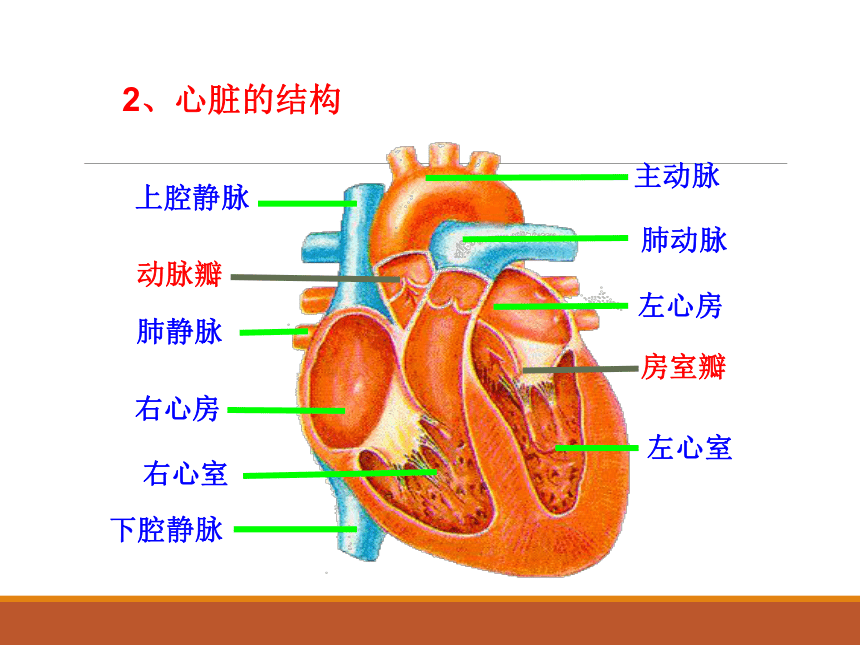 心脏图示意图 结构图图片