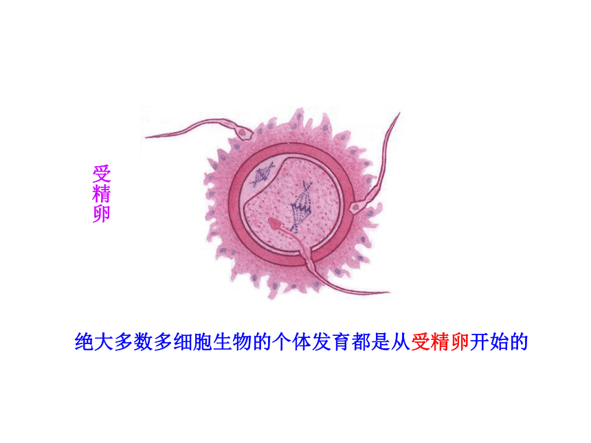 第五章 第二节 细胞分化、衰老和凋亡（一）（苏教版必修1）