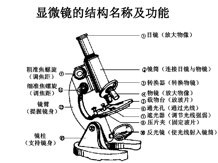 苏科版七下生物  8.1 生物体的基本结构 课件(47张ppt）