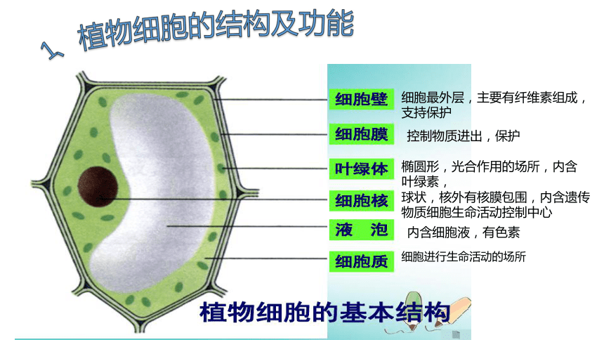 七上动植物细胞结构图图片