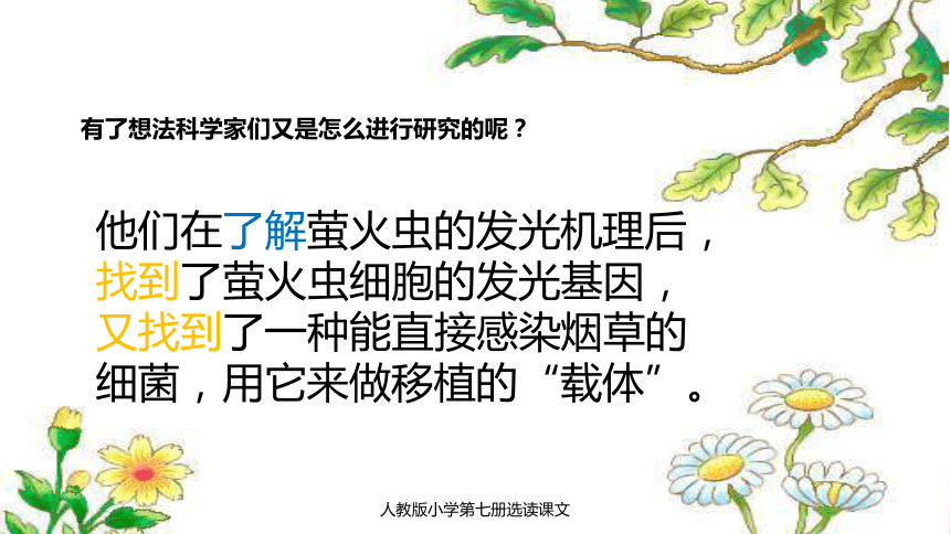 8人造发光植物课件