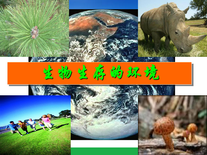 《生物生存的环境》课件(共20张PPT)