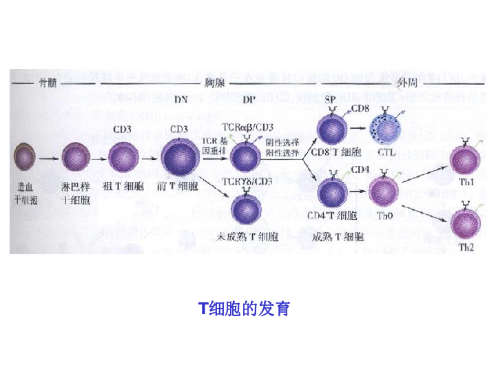 高中生物奥赛辅导   第十章 T淋巴细胞(共77张PPT)