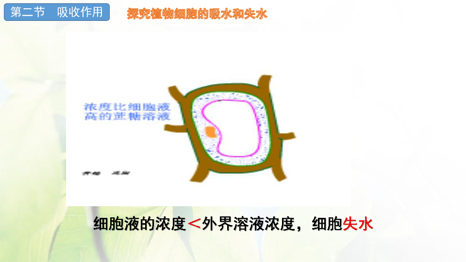 北师大版七年级上册生物第三单元5.3吸收作用课件(共16张PPT)