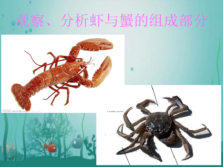 14.虾和蟹（二） 课件（14张幻灯片）