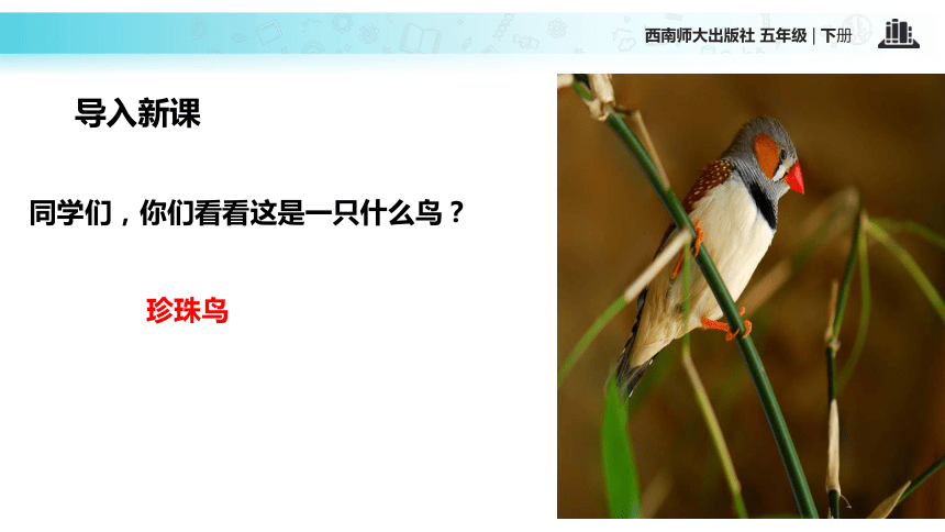 珍珠鸟   课件(共15张PPT)