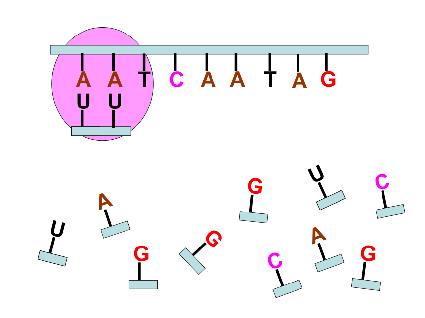 苏教版生物必修2第三节《基因控制蛋白质的合成》课件1