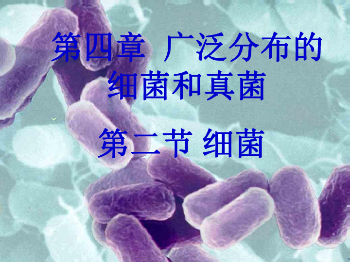 人教版生物八上5.4.2细菌 课件(共32张PPT)