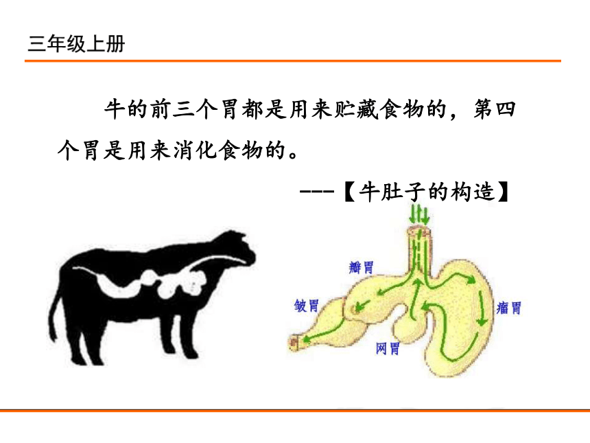 牛胃结构图肚子图片