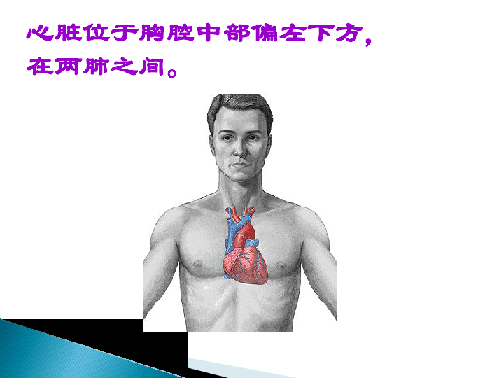 4.3心脏和血液循环 课件  (23张PPT)
