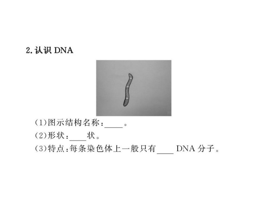 北师大版生物八年级上册 20.2 性状遗传的物质基础 课件（40张PPT）