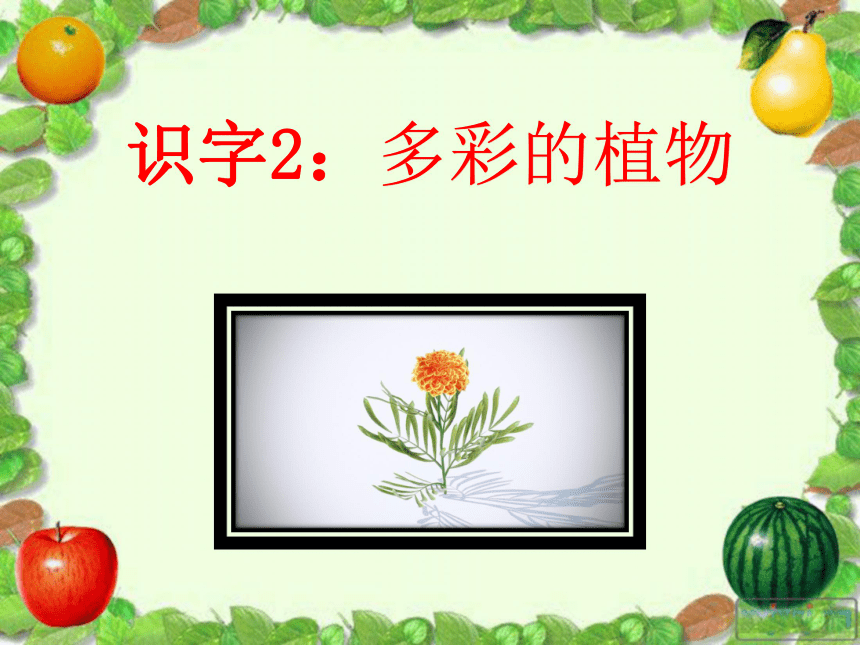 识字2 多彩的植物 课件