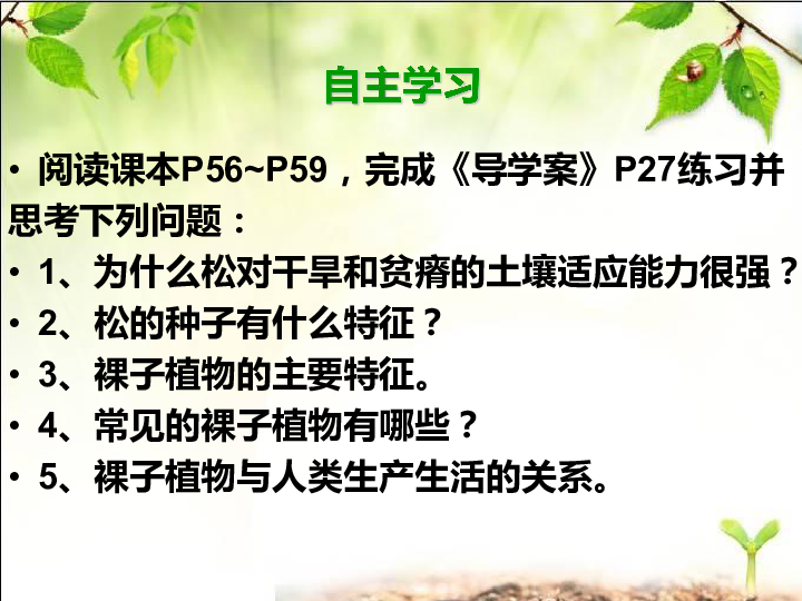 冀教版七上生物  3.5裸子植物 课件 (20张PPT)