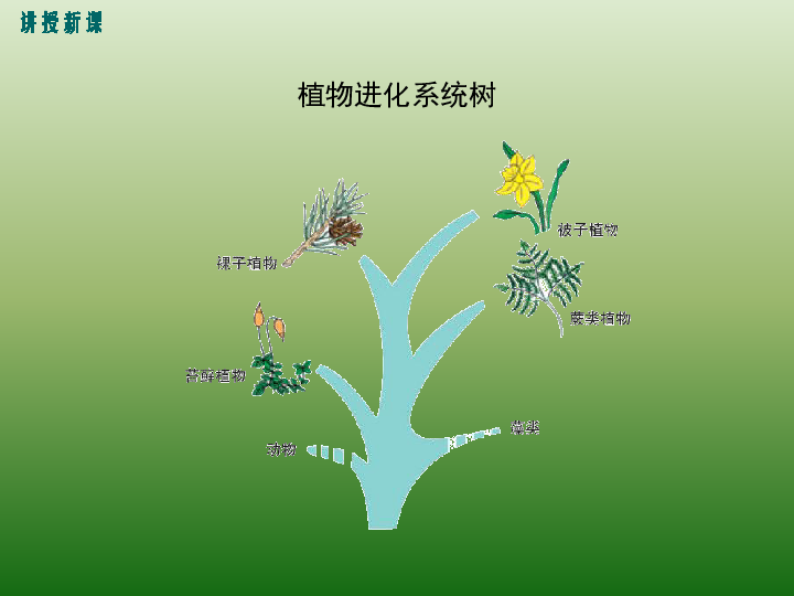北师大版生物八年级下22章第3节 植物的主要类群 （第1课时）课件（共21张PPT）