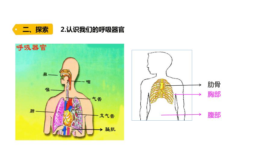 教科版（2017秋） 四年级上册2.1.《感受我们的呼吸》 （课件13ppt内含练习）