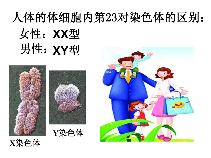 第四节-人的性别遗传 课件（共75张PPT）