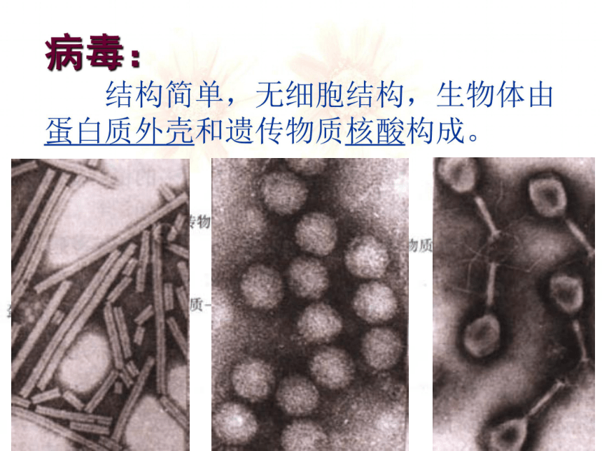 苏教版八年级上册生物14-3-神奇的微生物课件(24张PPT)