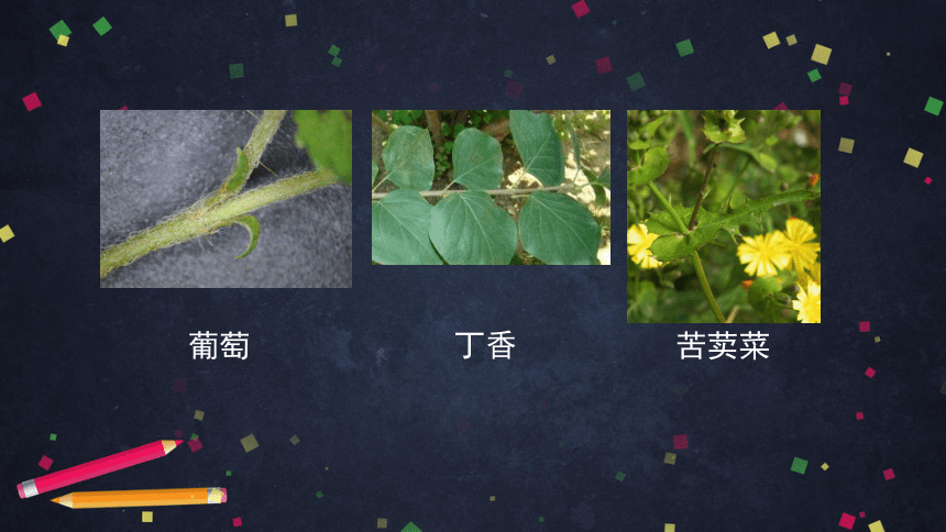 2021--2022学年北京版生物七年级上册4.2绿色植物的光合作用 --光合作用的主要器官是叶 课件（29张PPT）