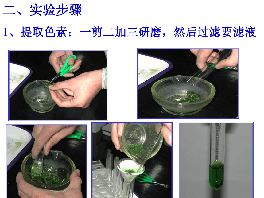 四川省古蔺县中学人教版高中生物必修一《5-4-1 捕获光能的色素和结构》课件（共16张PPT）