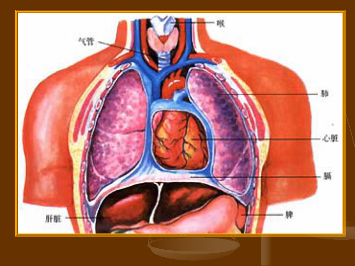 五年级上册科学  1.2 心脏和血管 课件  湘教版  (共22张PPT)