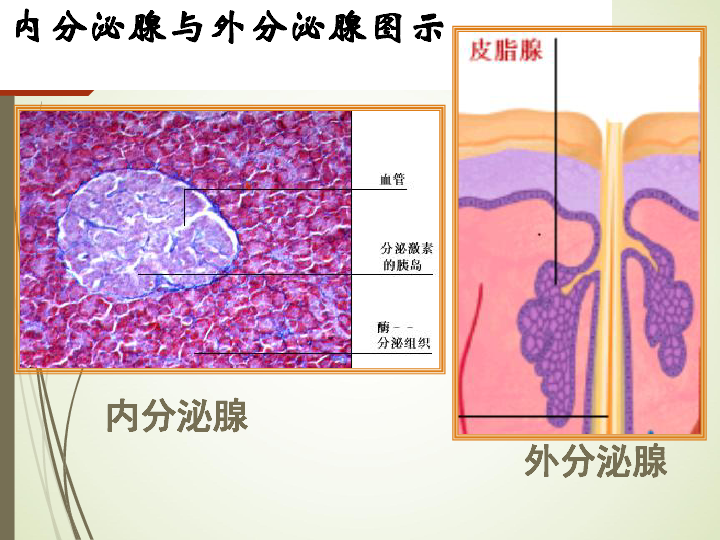 浙科版高中生物 高等动物的内分泌系统与体液调节PPT30张