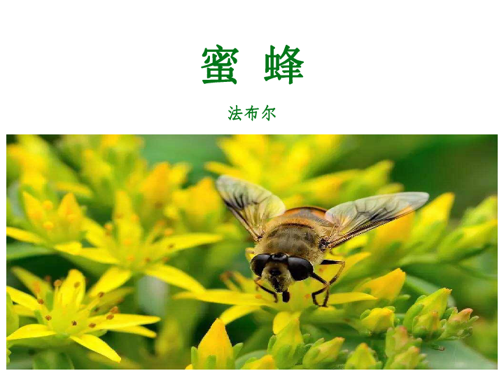 人教部编版语文三年级下册PPT课件14 蜜蜂(56张ppt)