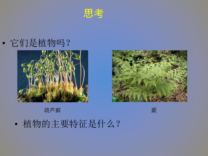 北师大版生物八年级下册22.3《植物的主要类群》课件(共42张PPT)