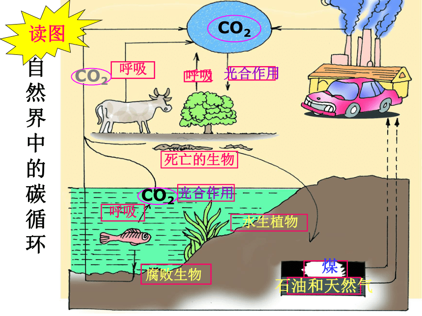 浙教版八年级下册第2章空气与生命第六节自然界中氧和碳的循环（第2课时）[下学期]