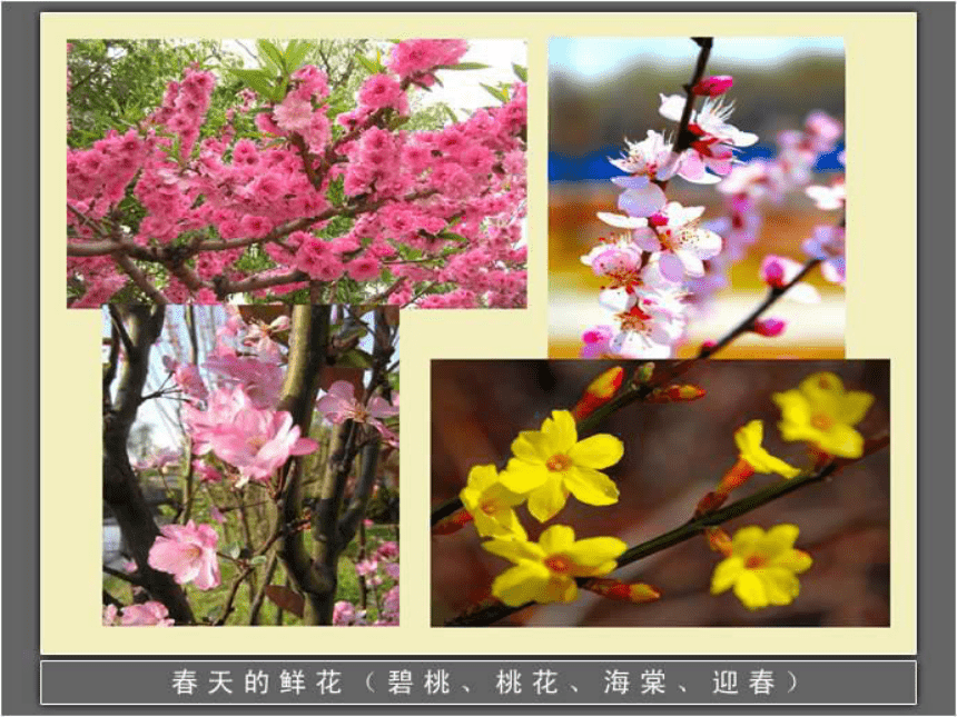 植物的花课件PPT下载 青岛版科学五年级下册课件