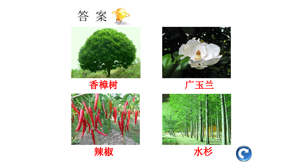 11 多姿多彩的植物 课件（24张PPT）