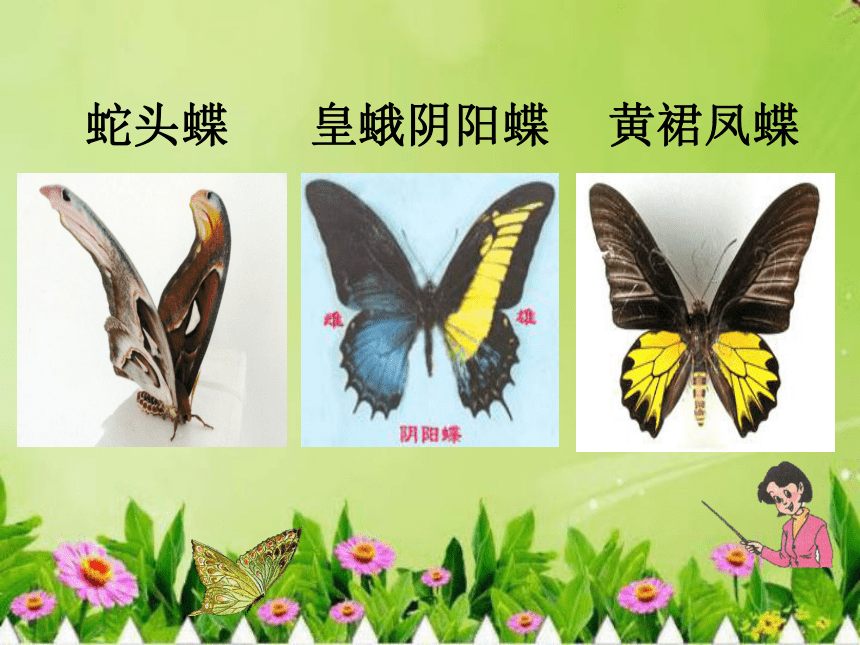 台湾蝴蝶甲天下课件 (共31张PPT)