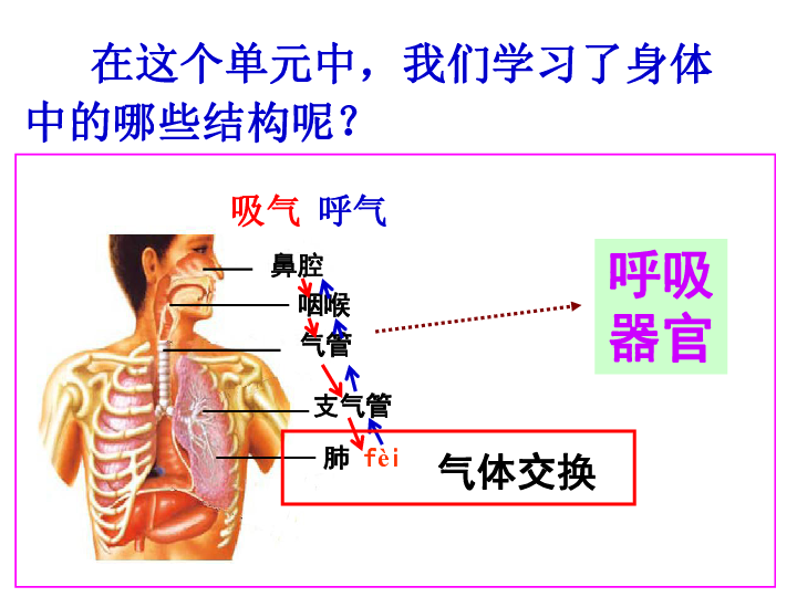 四年级上册科学课件-4.7相互协作的身体器官 教科版（15张PPT）