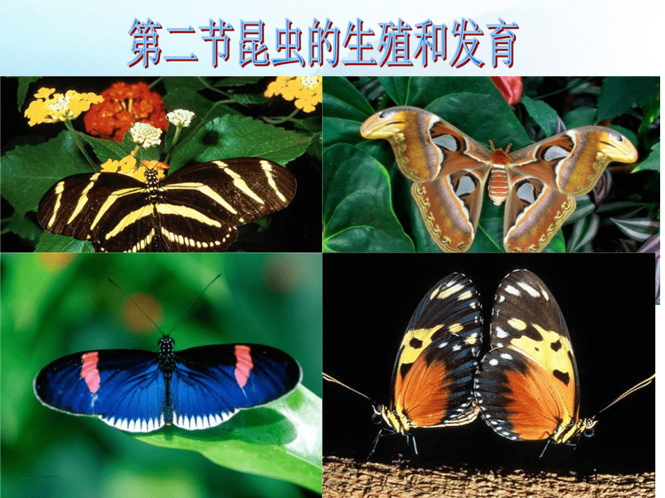 人教版八年级生物下册7-1-2昆虫的生殖和发育课件(39张PPT)