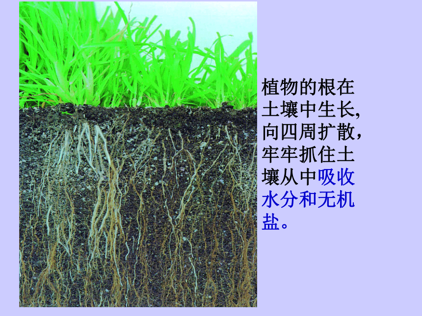 科学四年级下青岛版3.9土壤与植物课件（17张）