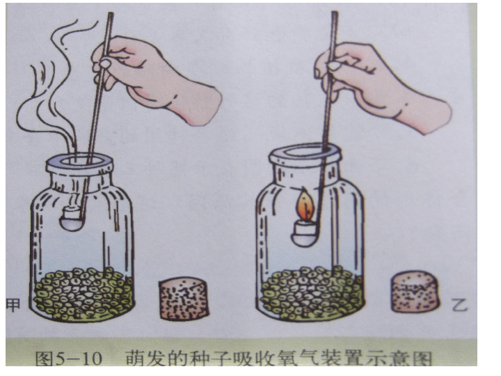 北师大版生物七上52呼吸作用观察植物的呼吸现象课件课件共25张ppt