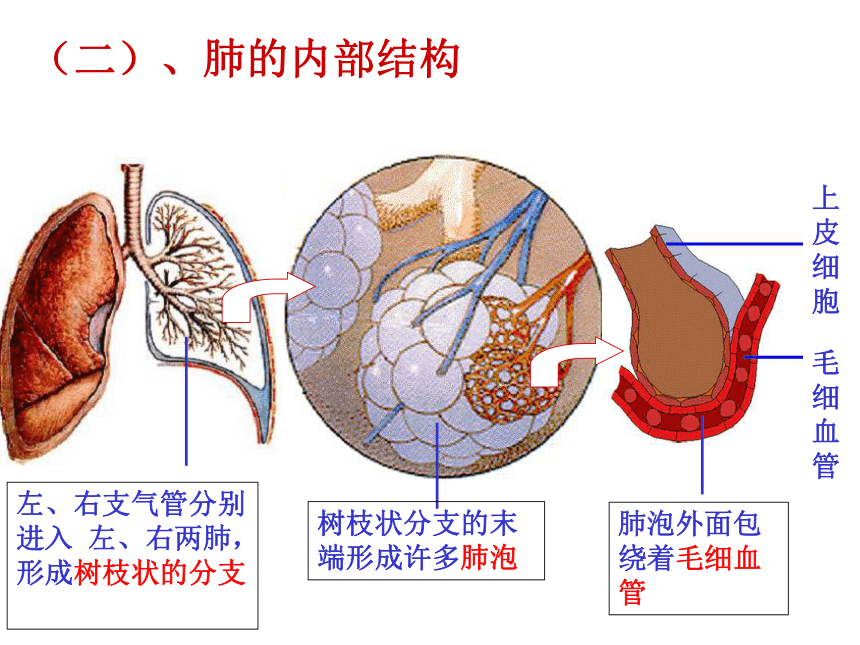 人体与外界的气体交换