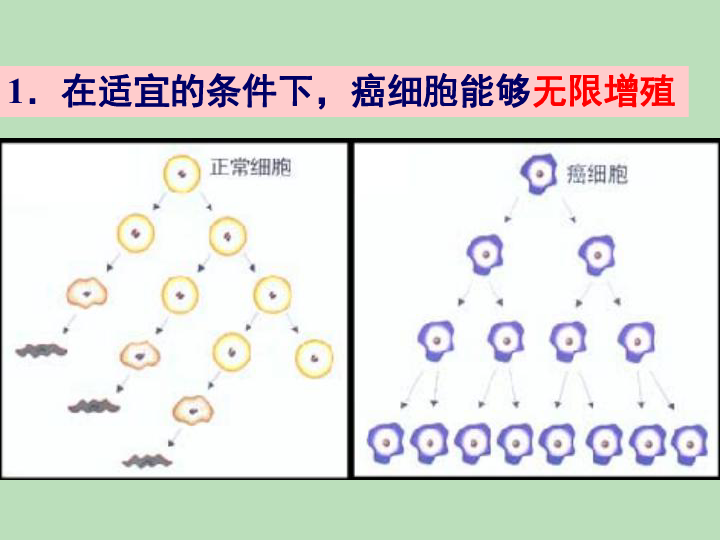 人教高中生物必修一 ：6.4细胞的癌变课件共29张PPT