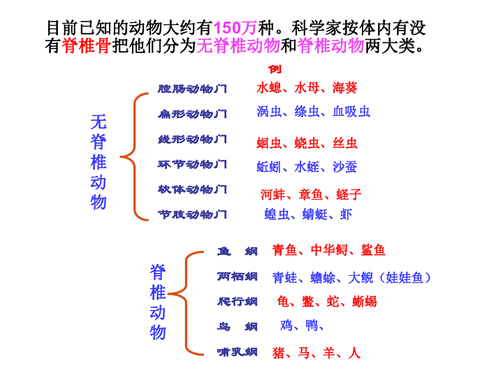 腔肠动物思维导图八上图片