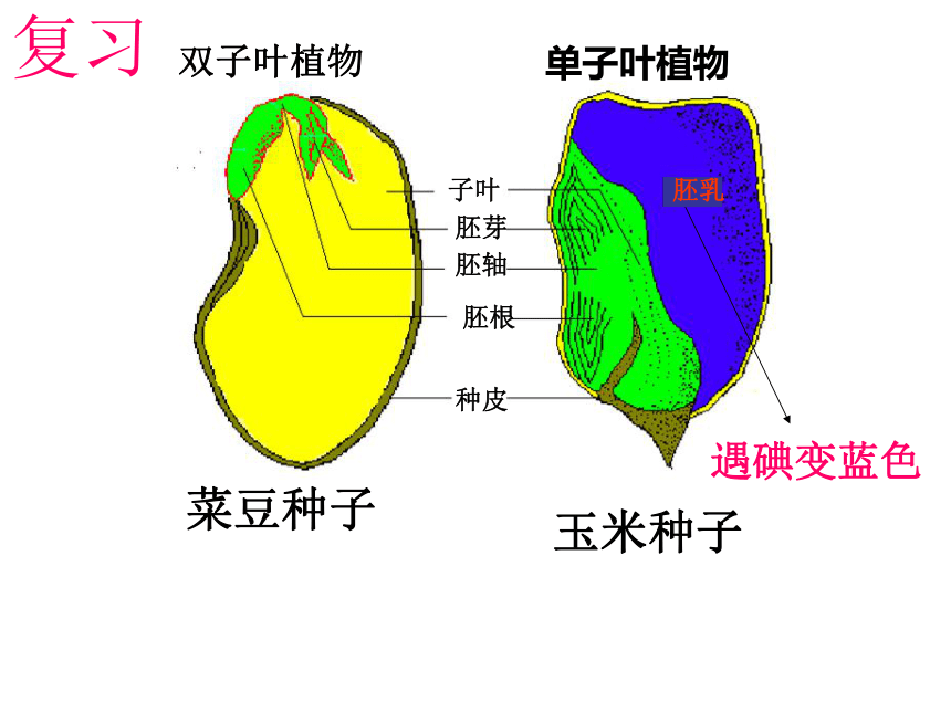 3.2.1种子的萌发课件(共20张PPT)2021-2022学年人教版生物七年级上册