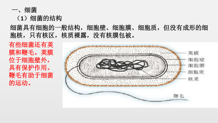 乳酸菌细胞结构图片