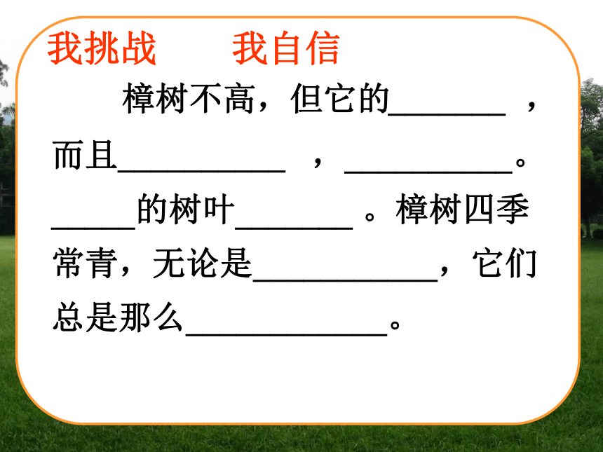 苏教版 四年级下册 第七单元 22 宋庆龄故居的樟树