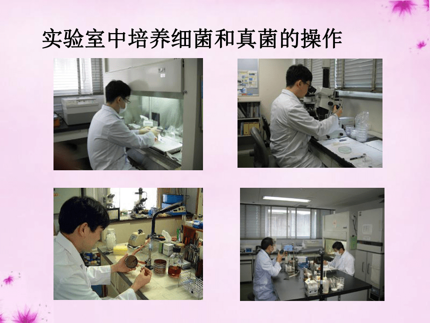 4.1细菌和真菌的分布 课件  (共35张PPT)