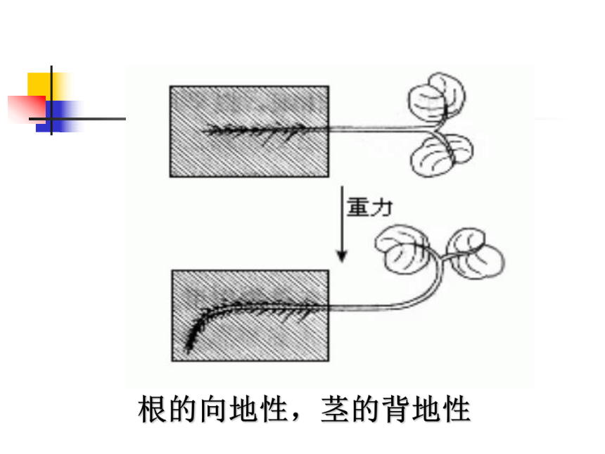 生长素